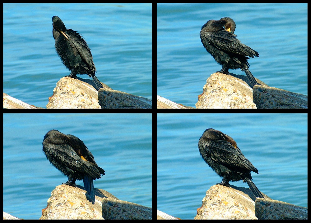 (25) cormorant montage.jpg   (1000x720)   305 Kb                                    Click to display next picture